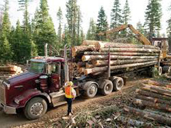 Forestry Management Colorado Springs